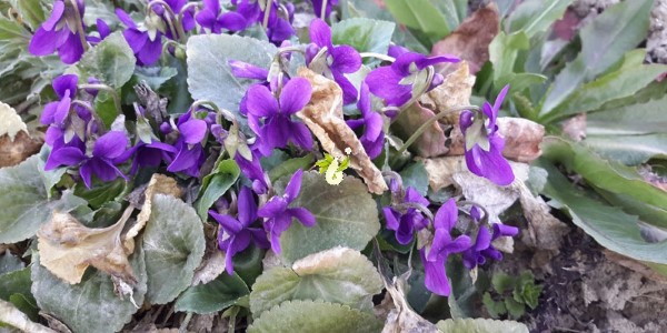 تصویر 1 از خرید و قیمت دارو گیاهی بنفشه + فروش صادراتی